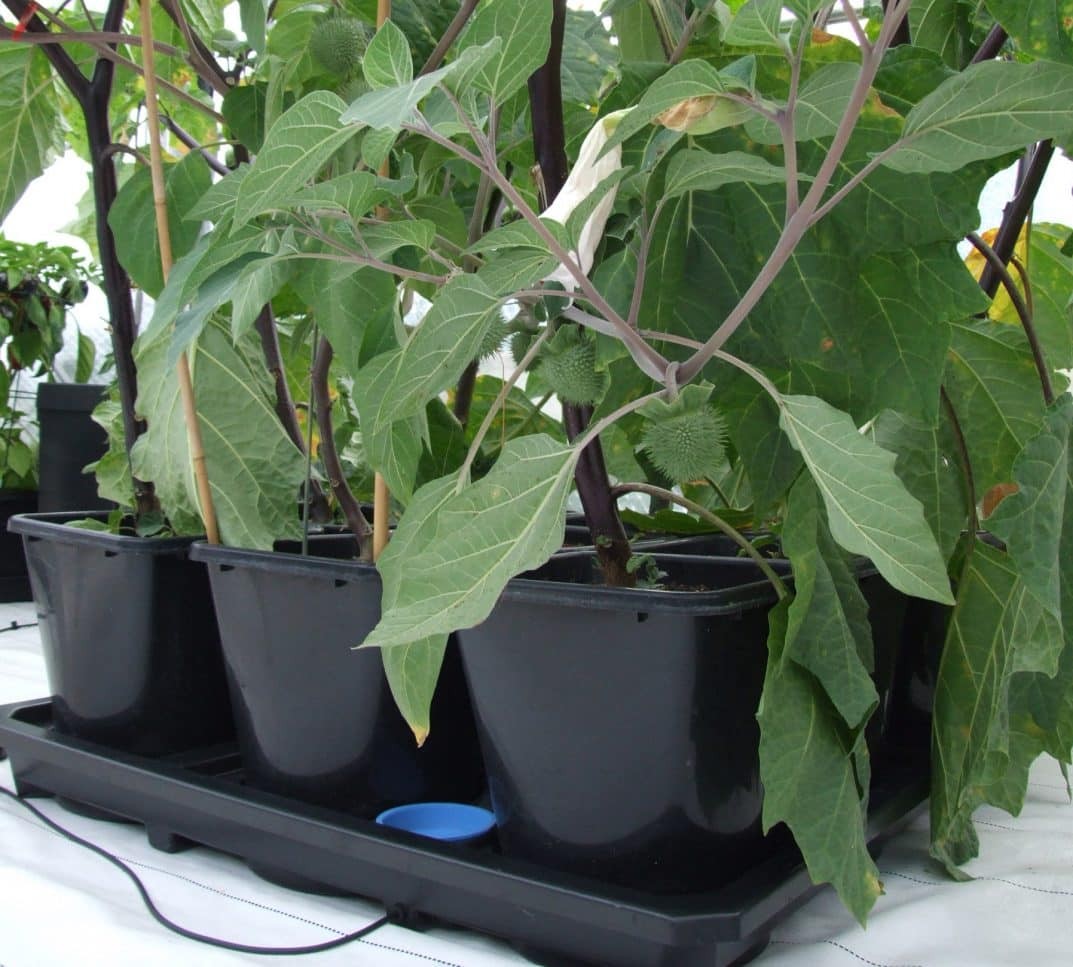Autopot 9Pot XL - 9x SmartPot květináč